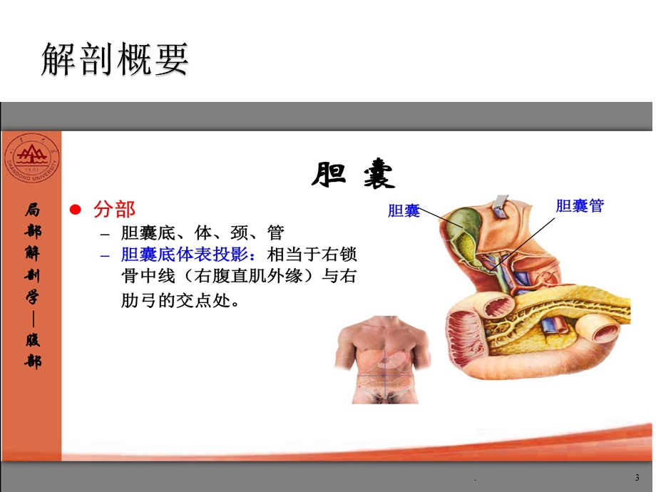 胆石症PPT医学课件.pptx_第3页