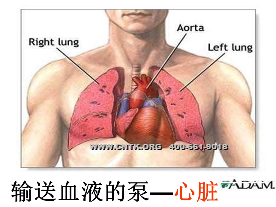 复习输送血液的泵心脏.ppt_第1页