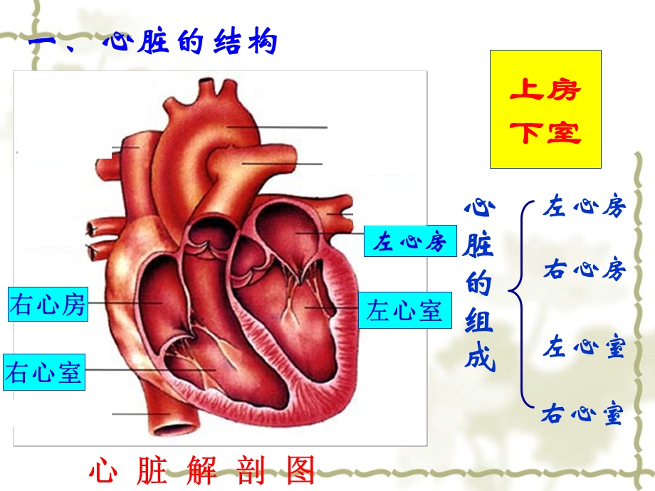 复习输送血液的泵心脏.ppt_第2页