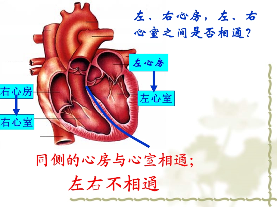 复习输送血液的泵心脏.ppt_第3页