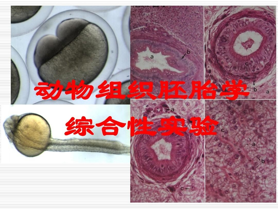 动物组织胚胎学实验技术.ppt_第2页