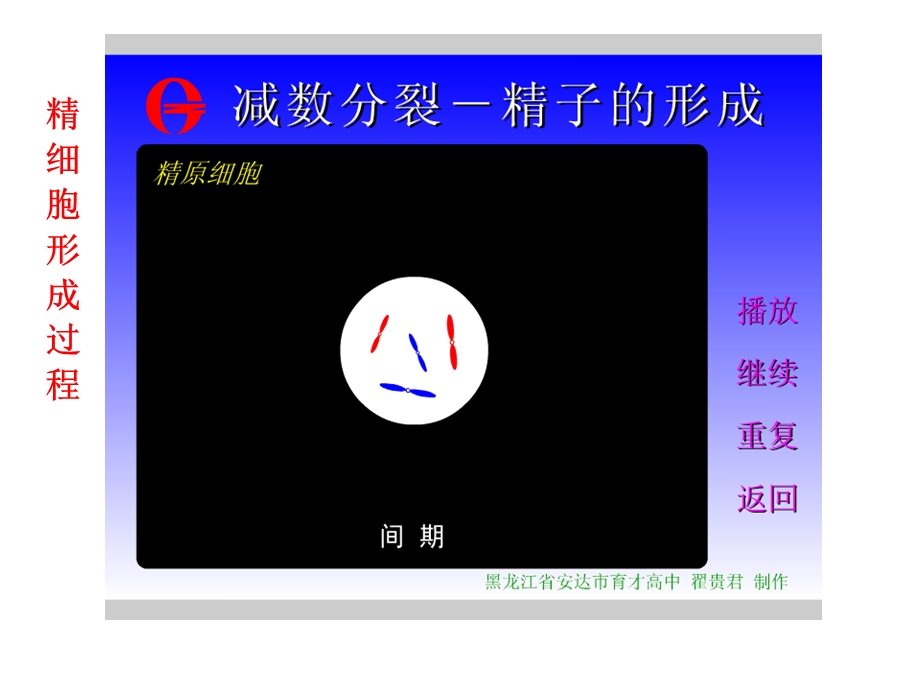 减数分裂动画过程.ppt_第1页