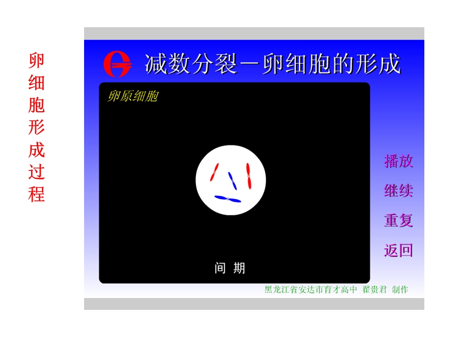 减数分裂动画过程.ppt_第2页