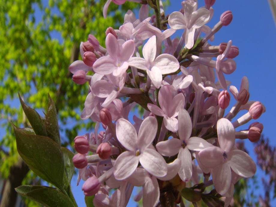 课件：寻找幸运花瓣1孙虹.ppt_第3页