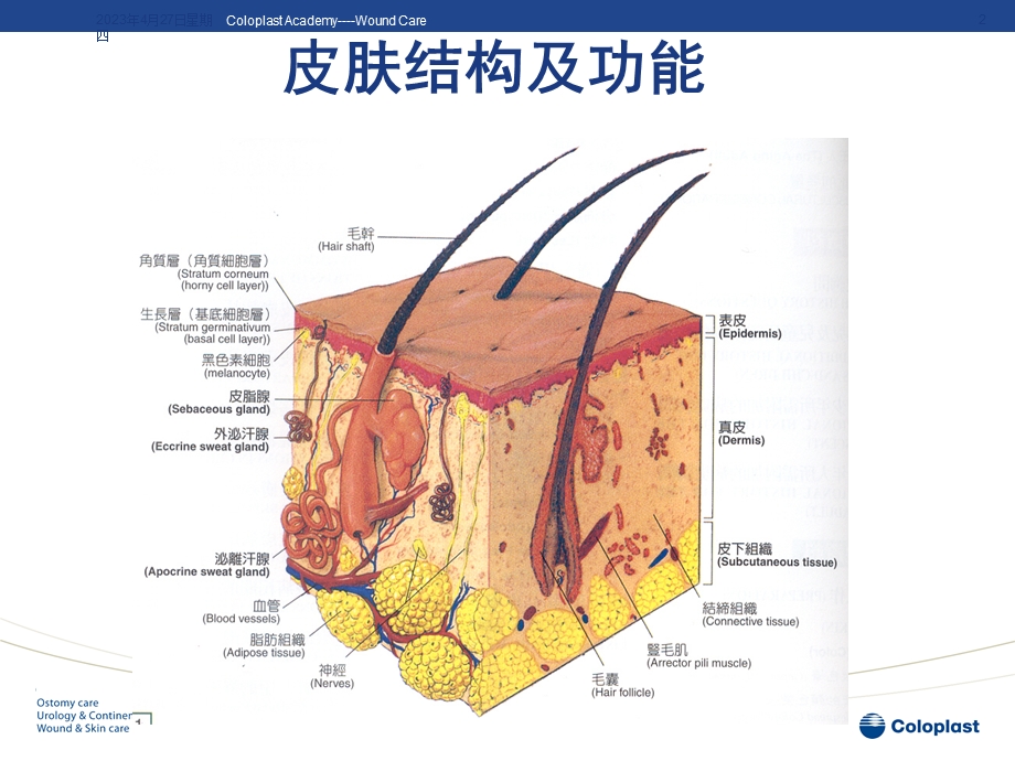 伤口基础理论知识ppt课件文档资料.ppt_第2页