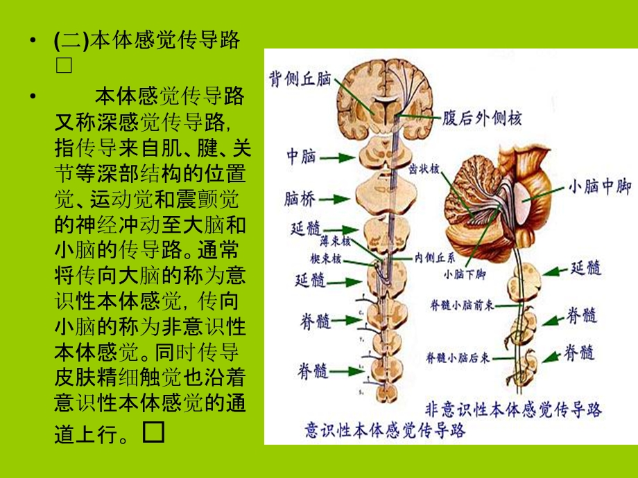 运动解剖学25神经传导通路文档资料.ppt_第3页