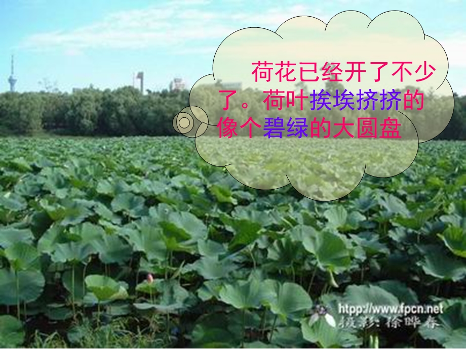 《荷花》课件【7页】.ppt_第3页