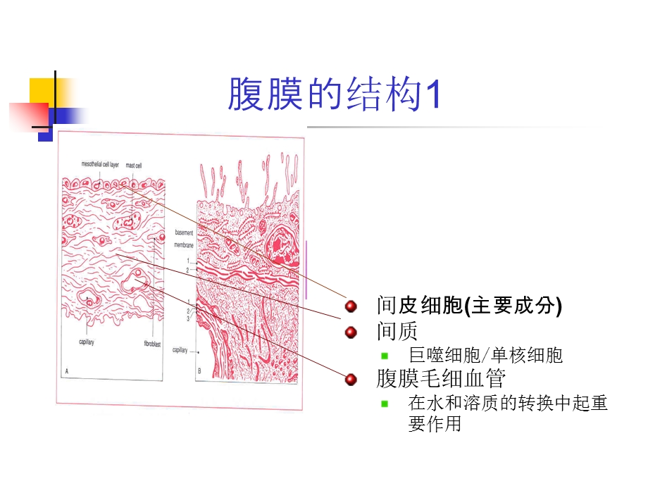 腹膜透析的历史与发展现状ppt课件文档资料.ppt_第3页