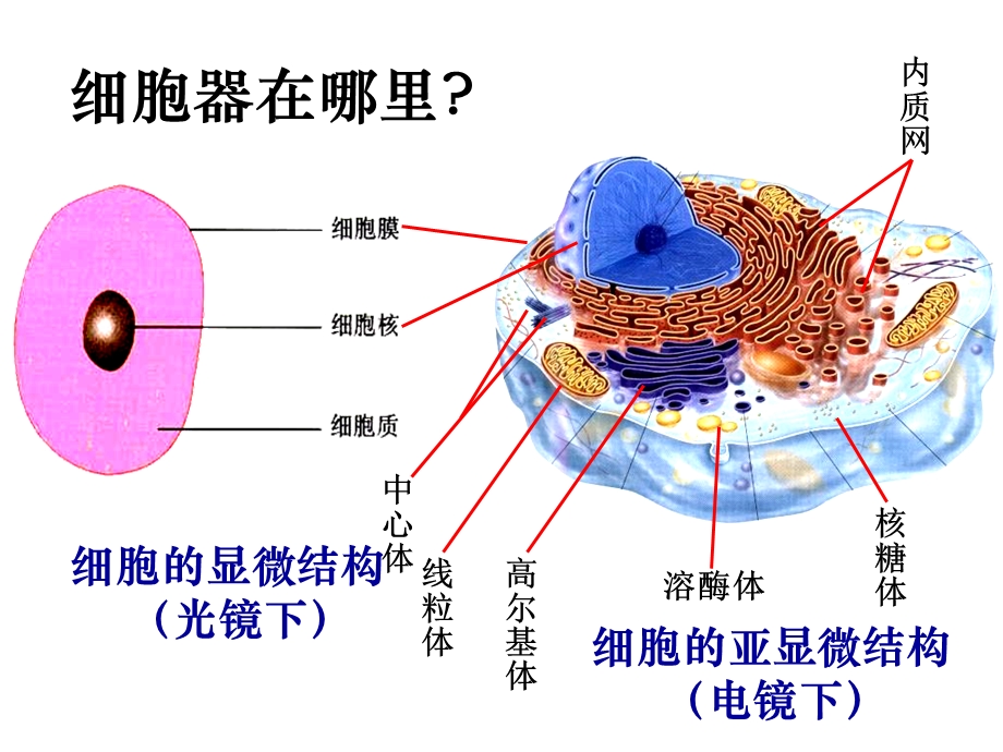 人教版教学课件细胞的结构2细胞质和细胞核部分精选文档.ppt_第2页