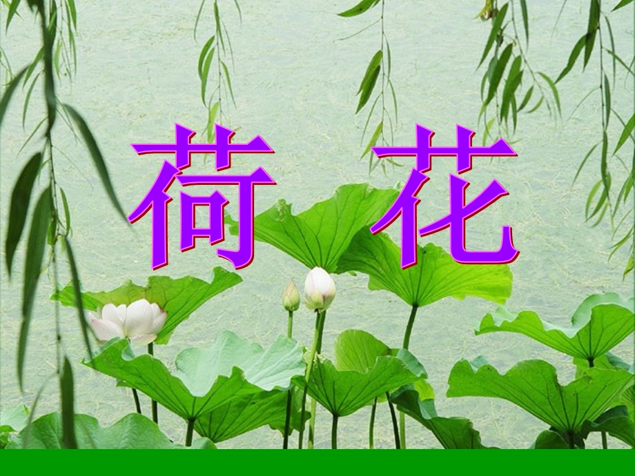 《荷花》PPT之一课件(人教版三年级语文下册课件)[1].ppt_第2页