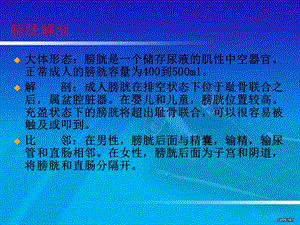 膀胱肿瘤文档资料.ppt