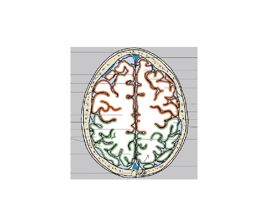 横断层脑叶划分颜色标识文档资料.ppt_第1页