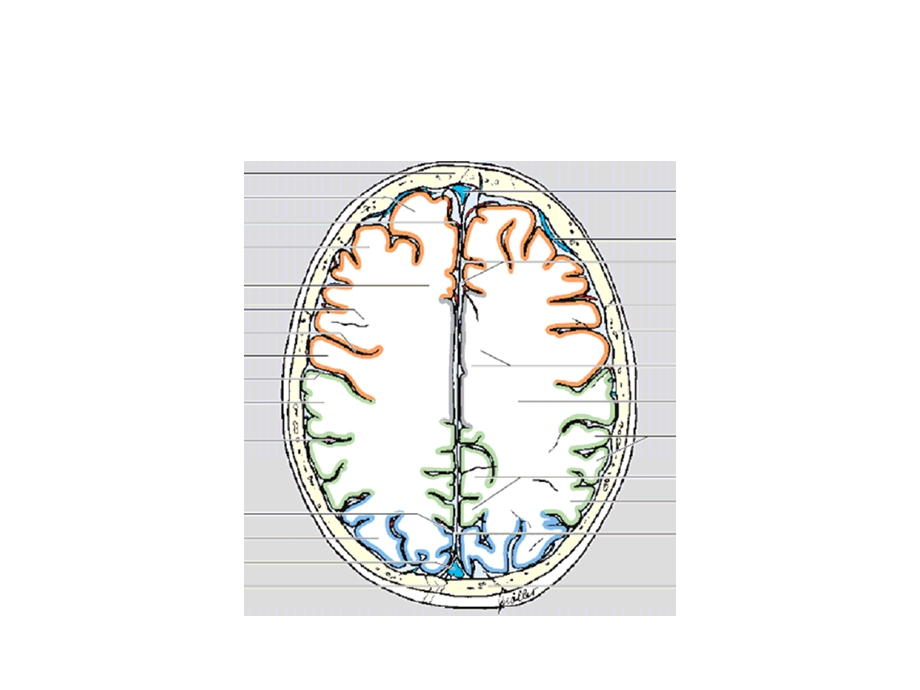 横断层脑叶划分颜色标识文档资料.ppt_第3页