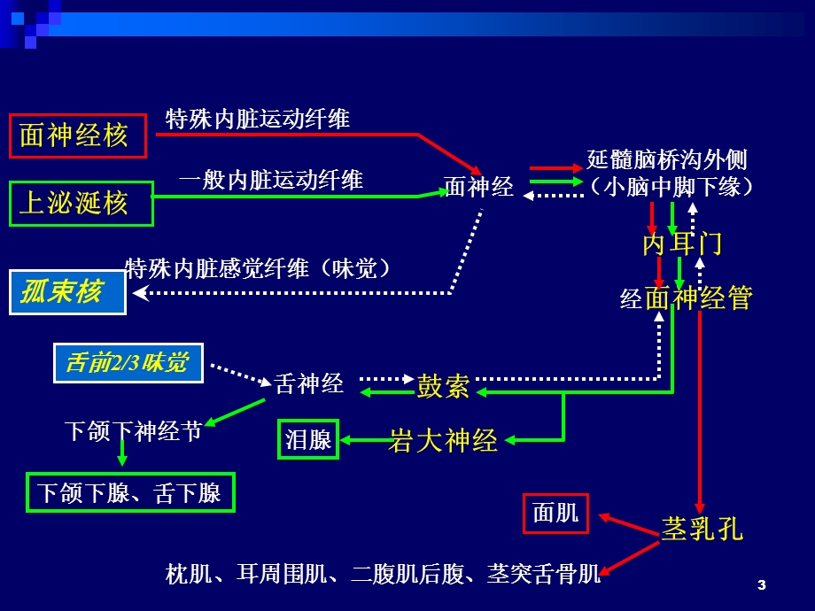 面神经析课件文档资料.ppt_第3页