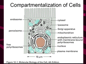 南师大细胞生物学 考研课件第7章 细胞内膜系统文档资料.ppt