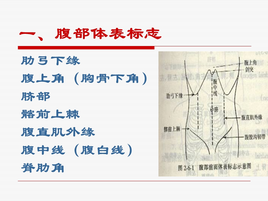 健康评估腹部检查PPT文档.ppt_第3页