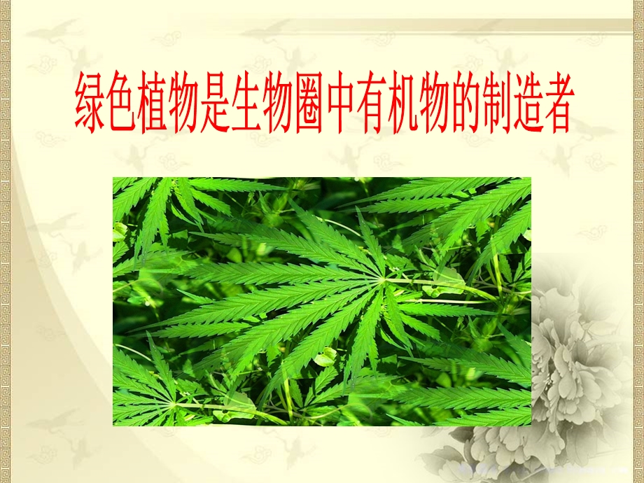 人教版生物七年级上册3.4绿色植物是生物圈中有机物的制造者课件(共19张PPT).ppt_第1页