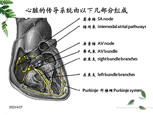 专科护士讲课心电图基础文档资料.ppt