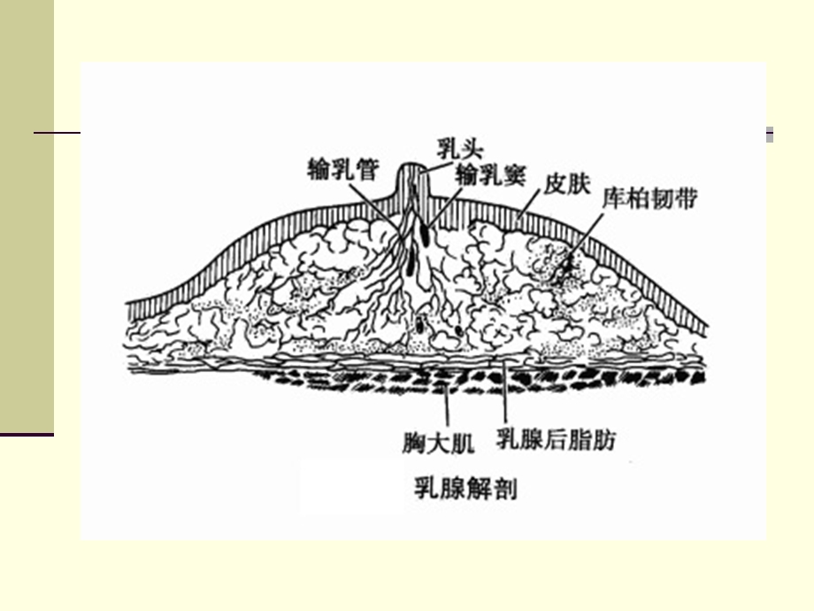 课件011第二十五章乳房疾病文档资料.ppt_第2页