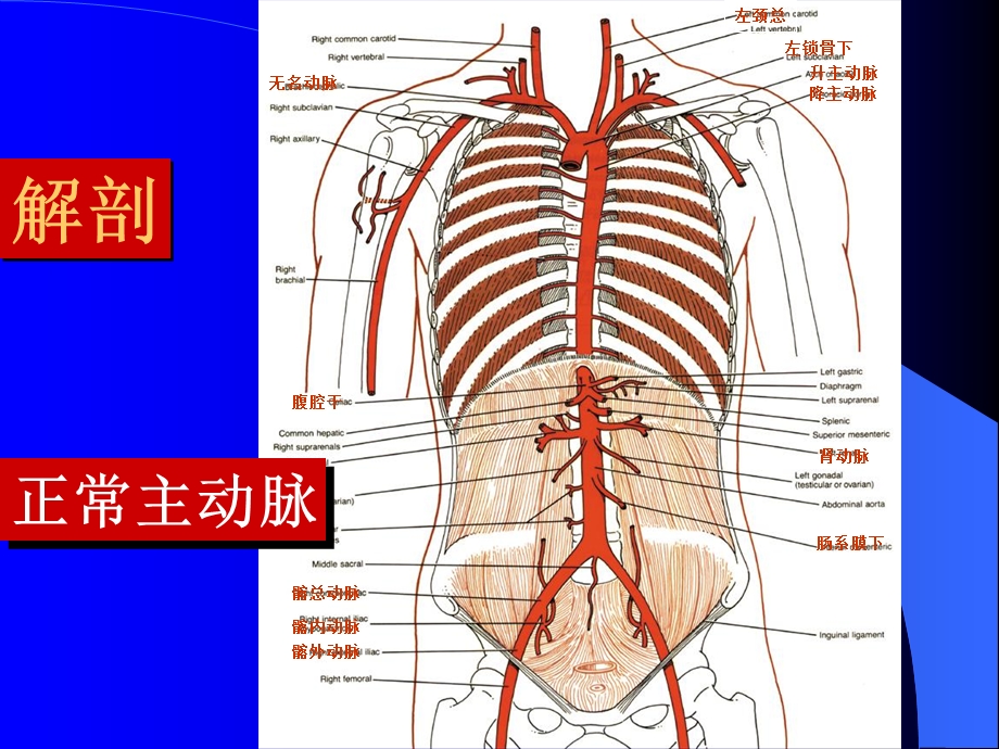 主动脉夹层的诊断和治疗PPT文档.ppt_第1页