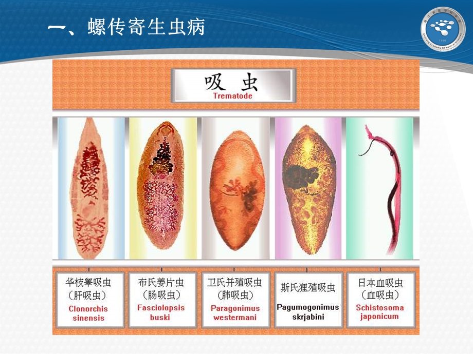 螺传寄生虫病及螺类感染检测ppt课件文档资料.ppt_第3页