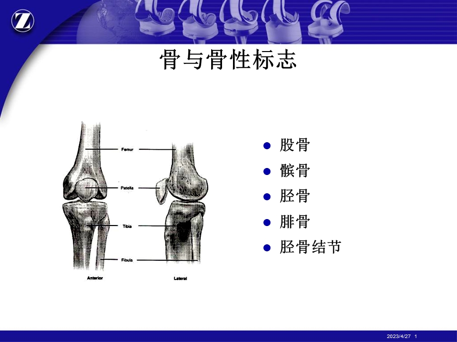 膝关节解剖精品文档资料.ppt_第1页