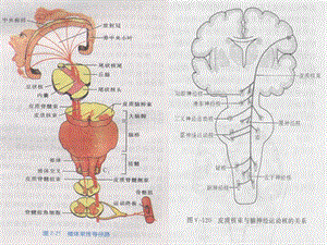 脊髓疾病的定位和诊断ppt课件文档资料.ppt