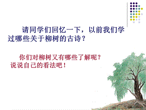 青海高原一株柳课件[精选文档].ppt