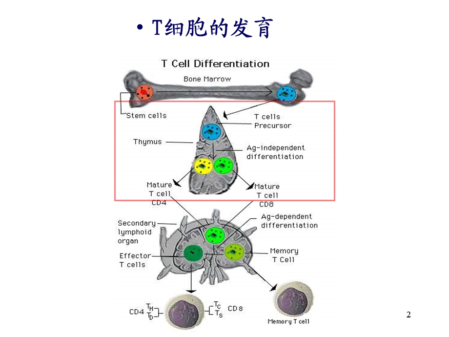 免疫课件T细胞PPT文档.ppt_第2页