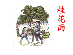 7桂花雨PPT课件.ppt