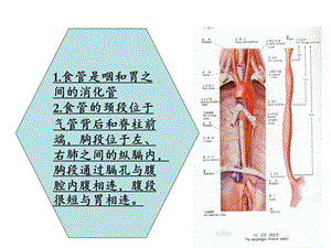 食管物分析课件文档资料.ppt