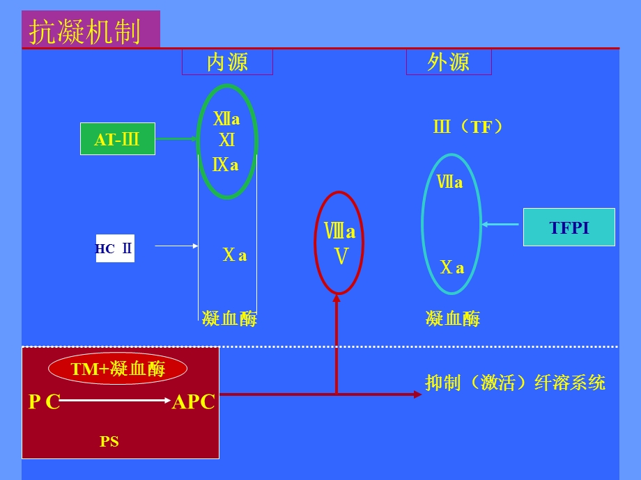 血栓调节蛋白和血栓性疾病文档资料.ppt_第2页