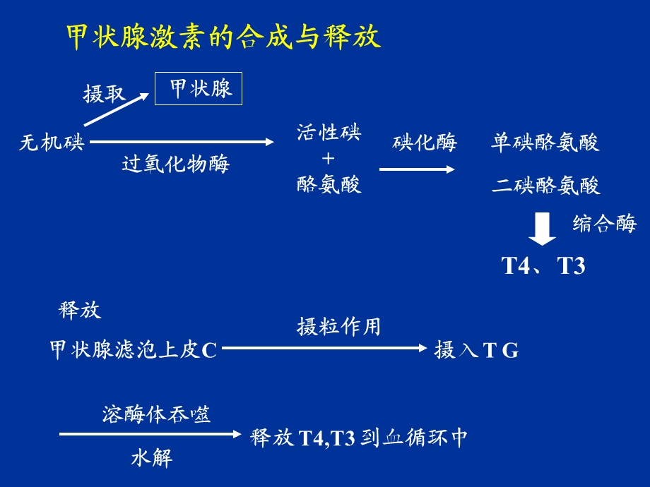 先天性甲低护理ppt课件PPT文档.ppt_第3页