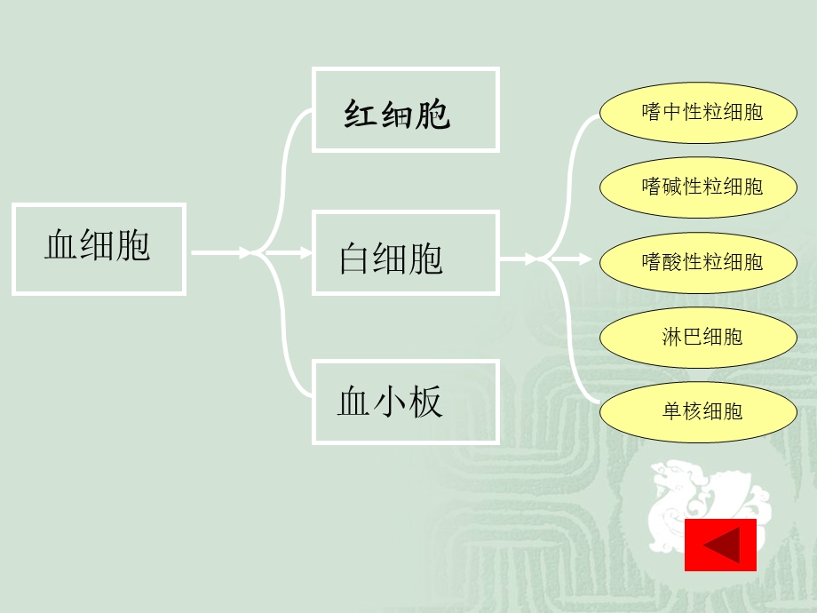 临床药物治疗学第十五章血液系统疾病治疗ppt课件文档资料.ppt_第3页