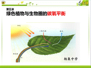 人教版生物七年级上册3.5绿色植物与生物圈中的碳—氧平衡课件(共17张PPT).ppt