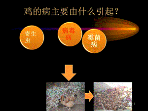 肉鸡疾病职工培训ppt课件文档资料.ppt