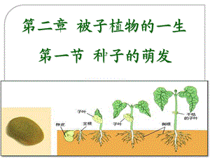 人教版生物七年级上册3.2.1种子的萌发课件(共20张PPT).ppt