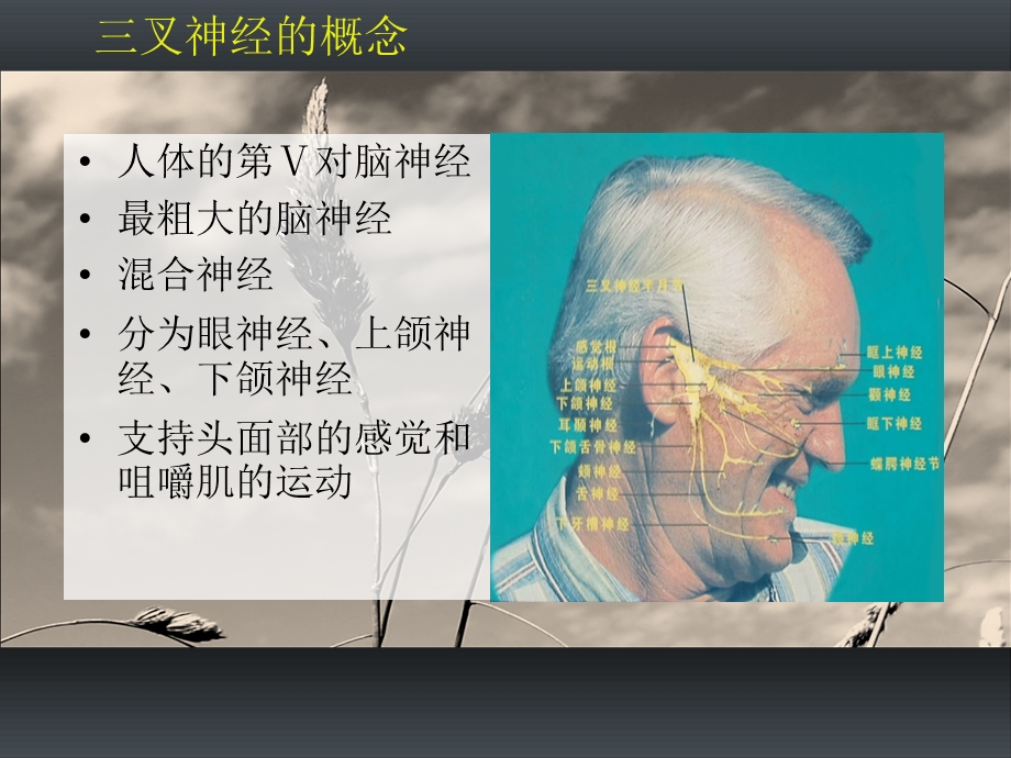 三叉神经痛的诊断与微创治疗进展ppt课件文档资料.ppt_第1页