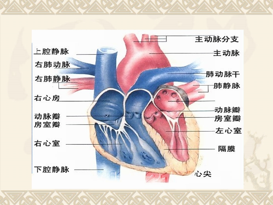 急性心力衰竭教学课件幻灯文档资料.ppt_第2页