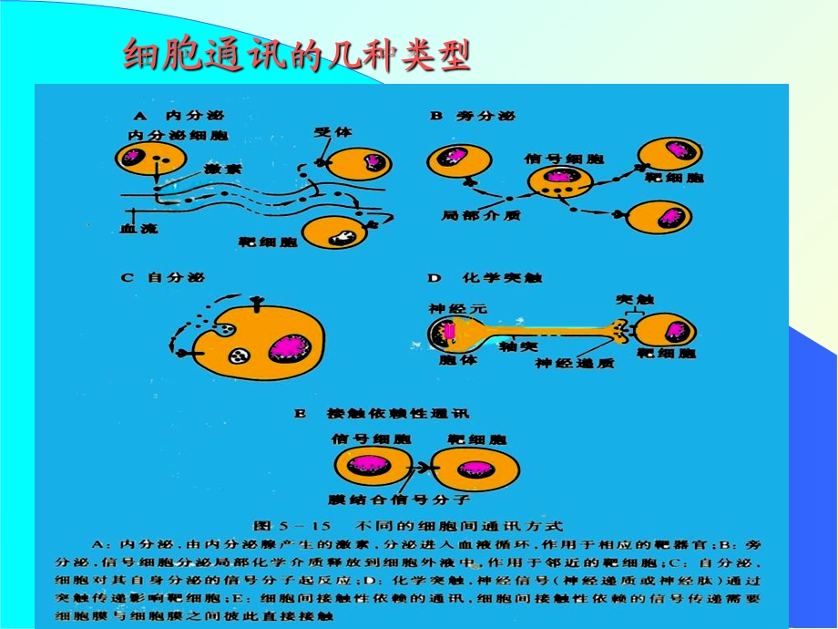 分子细胞生物学赵艳第五章2细胞信息传递2005精选文档.ppt_第3页