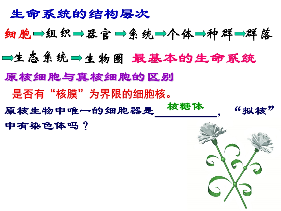 非细胞生物文档资料.ppt_第1页