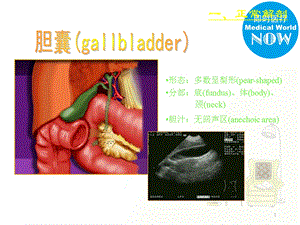 胆道胰腺超声诊断学课件文档资料.ppt