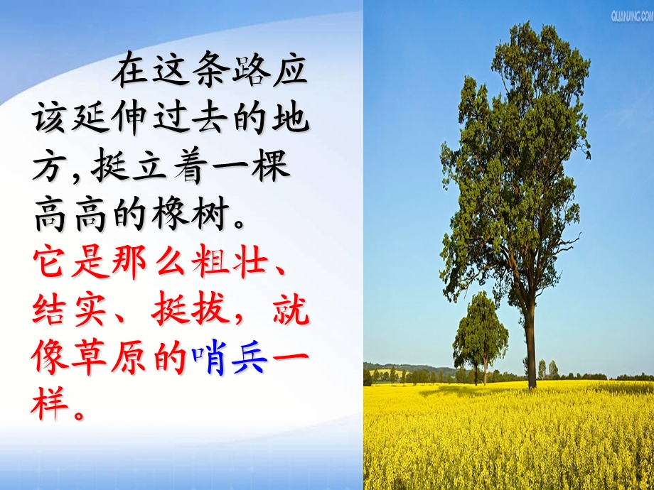 路旁的橡树公开课唐莉[精选文档].ppt_第3页