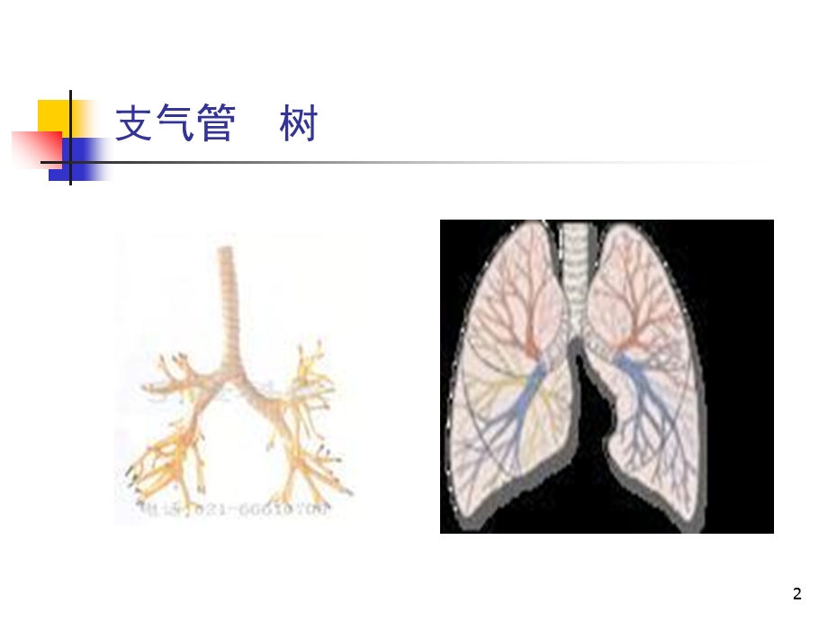 内科学肺部感染性疾病精选文档.ppt_第2页