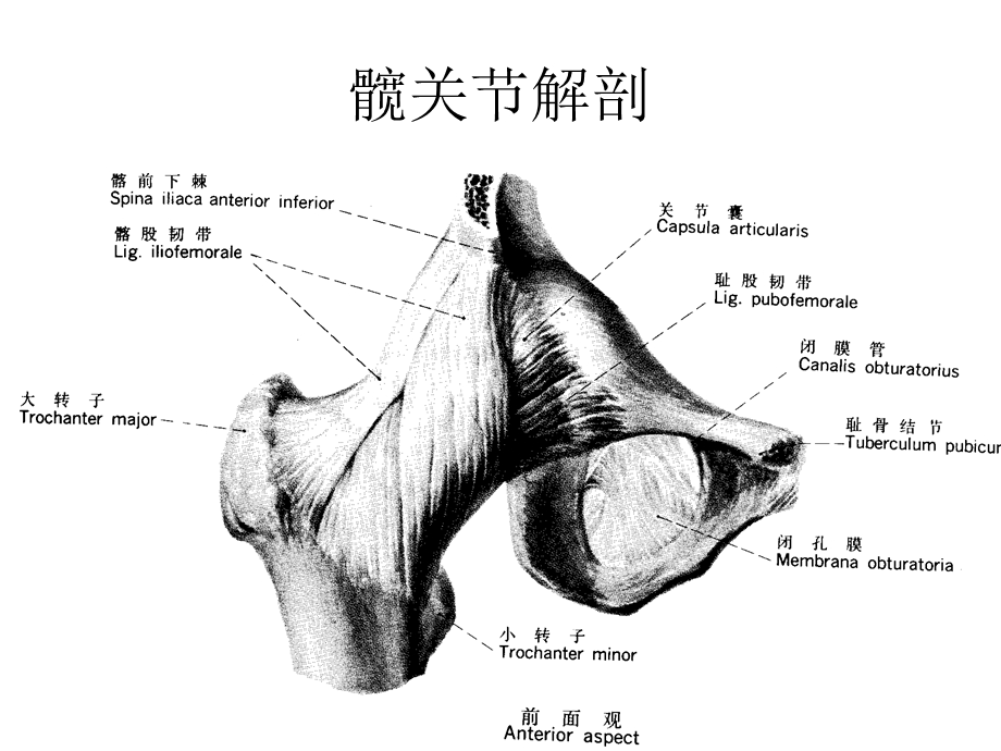 超声引导下髋关节注课件文档资料.ppt_第2页