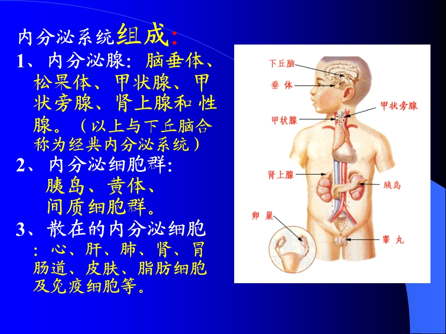 内分泌学总论文档资料.ppt_第1页