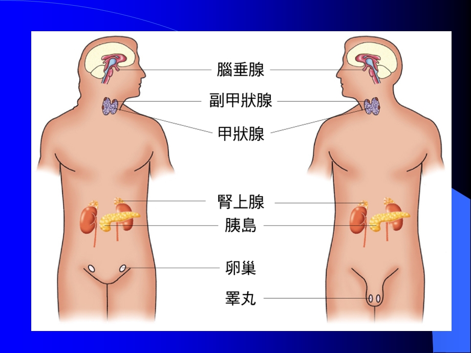 内分泌学总论文档资料.ppt_第2页