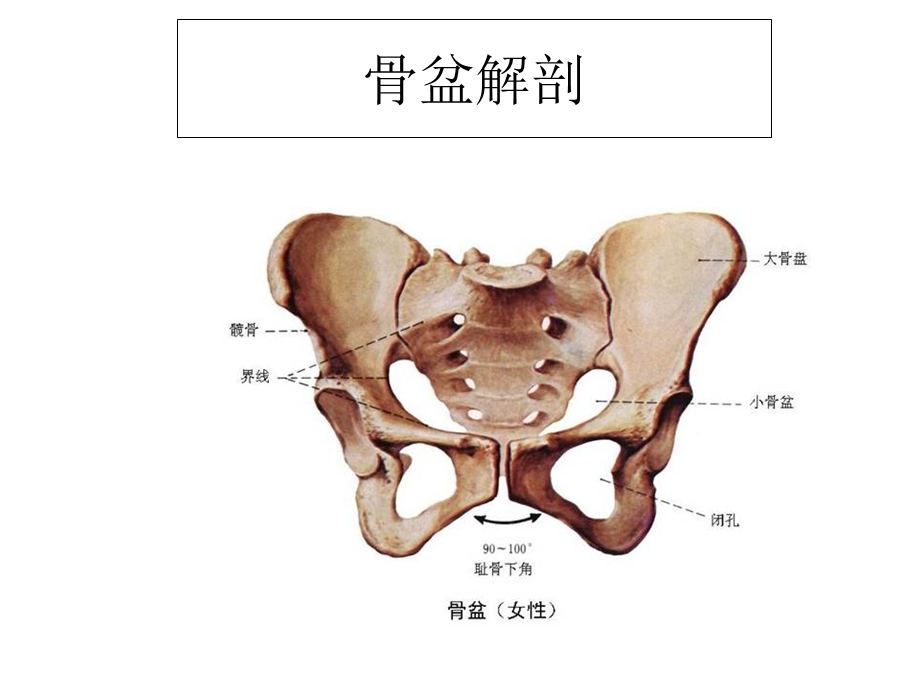 骨盆X线影课件文档资料.ppt_第1页