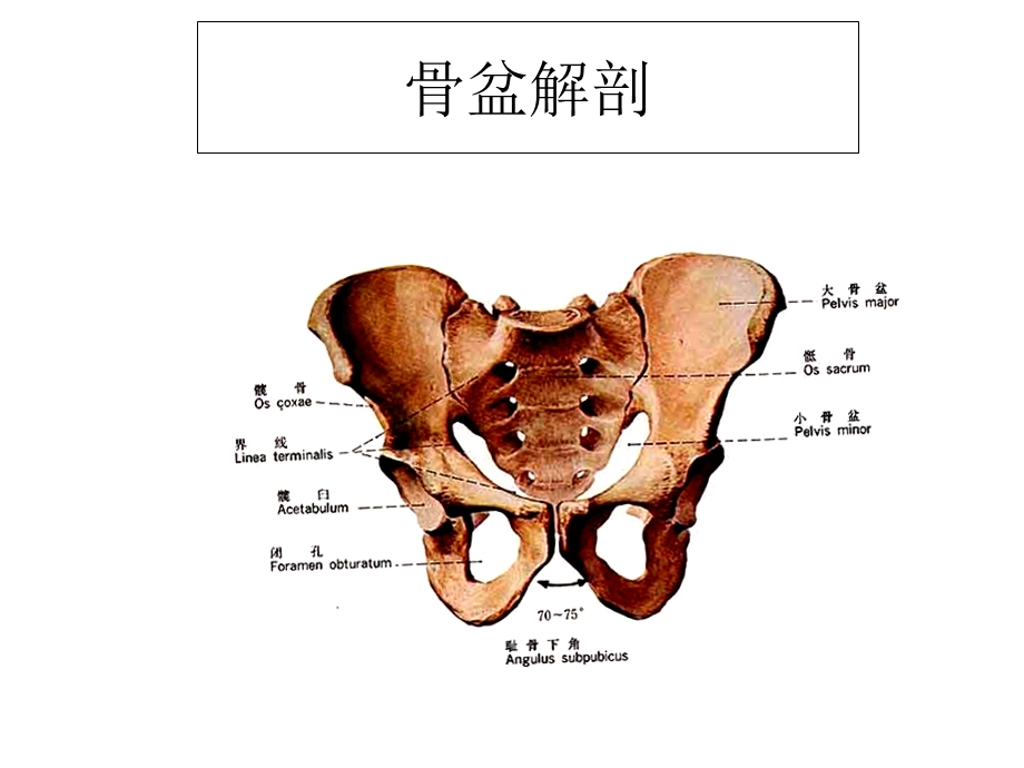 骨盆X线影课件文档资料.ppt_第2页