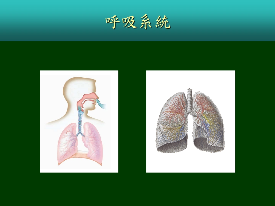 慢呼吸道疾病气喘及慢阻塞肺病文档资料.ppt_第1页